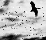 Stork. Manzanares el Real, Madrid province, Spain