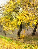 Tree in autumn. Madrid province, Spain