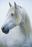 Portrait of Camargue horse