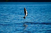 Spawning pink salmon (Oncorhynchus gorbuscha) leaping in Red Bluff Bay, Southeast Alaska, USA. Pacific Ocean. Salmon leap perhaps to loosen their eggs...