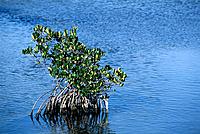 Red Mangrove (Rhizophora mangle). Sanibel Island. Florida. USA