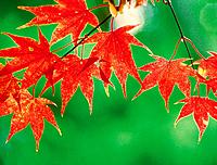 Autumn Japanese maple tree leaves