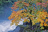 Autumn maple tree at Eagle Falls, Skykomish River, Washington State, USA