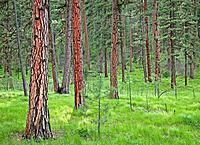 Early spring in ponderosa pine forest, Eastern Oregon, USA