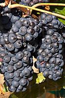 Okanagan Valley, British Columbia, Canada: Wine grape ripen in the autumn sun.