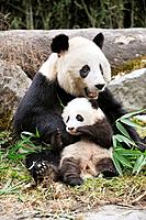 Giant panda mother and baby (Ailuropoda melanoleuca) Wolong Nature Reserve, China