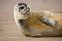 Grey seal, UK