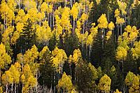 Autumn aspens contrast against evergreens near Oowah Lake in the La Sal Mountains outside Moab, Utah, USA