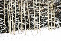 Aspen boles contrast against snow flocked evergreens after a fall snowstorm near Geyser Pass in the La Sal Mountains outside Moab, Utah, USA