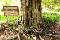 Cambodia  Phmon Penh  Choeung Ek, the Killing Fields memorial  Tree from which loudspeaker was hung to drown out cries of the executed