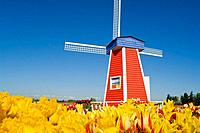 Windmill at Wooden Shoe Tulip Farm - Willamette Valley, Oregon