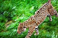 Jaguar (Panthera onca) in motion