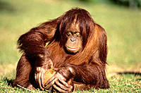 Orangutan (Pongo pygmaeus) with coconut