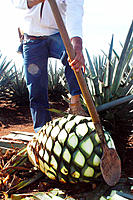 Tequila Agave (Agave tequilana). Guadalajara, Jalisco, Mexico