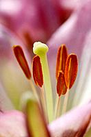 Close-up of stargazer lily reproductive parts.