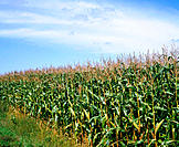Corn field in summer. Lanaudière. Quebec. East Canada