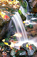 Fall colours along waterfall. Oregon, USA