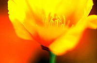 Close-up of poppy. Mt. Hood. Oregon, USA