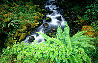 Moss covers creek, Olympic National Park. Washington, USA