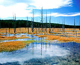 Firehole Valley after 1988 fire, Yellowstone National Park in September, Wyoming, USA