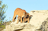 Cougar with kitts in the Badlands North Dakota (USA)