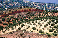 Olive groves, Sierras Subbéticas Natural Park. Córdoba province, Andalusia, Spain