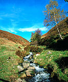 Stream. Ochil Hills, near Dollar. Clackmannshire. Scotland