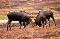 Moose (Alces alces) males looking antlers. Denali National Park. Alaska. USA