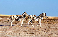 Burchell´s Zebra (Equus burchelli), mating season. Etosha National Park, Namibia