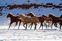 A herd of horses galloping throug the snowy plains of Shell, Wyoming, Usa