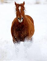 A beautiful painted horse galloping through the snow in Shell, Wyoming, Usa