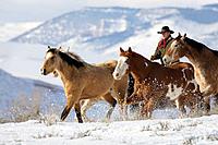 Cowboy herding horses in winter, Shell, Wyoming, Usa