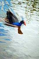Pukeko Bird swimming calmly in Hamilton Lake, New Zealand