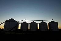 Lee Farm Fall 2007 Hardin County Fall corn harvest in Hardin County Iowa with state of the art computer aided grain drying bins silhouetted at sunset