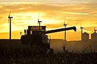 Grain combine harvests corn with a backdrop of wind generators, grain bins, and setting sun near Williams, Iowa, USA