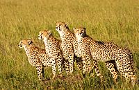Cheetah family survey the savanna for prey