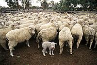 Sheep, Western Australia, Australia