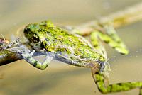 Mediterranean Painted Frog (Discoglossus pictus). Alt Emporda, Girona province, Catalonia, Spain