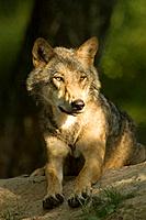 Wolf (Canis lupus). Bialowietza, Poland
