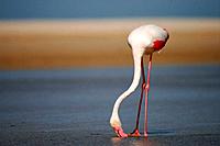 Flamingo. Parque Natural del Estrecho, Tarifa, Cádiz, Spain