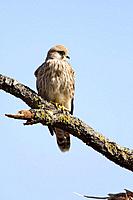 Kestrel (Falco tinnunculus), female perched on brach. Lleida province, Catalonia, Spain