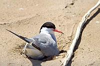 Common Tern (Sterna hirundo) brooding on nest