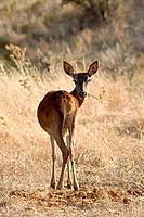Red Deer (Cervus elaphus), female looking at camera. Andalucia, Spain