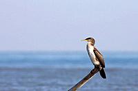 Great cormorant (Phalacrocorax carbo) by seashore. Ebro river delta, Tarragona province, Catalonia, Spain