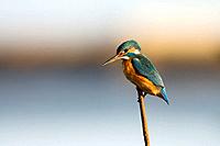 Kingfisher (Alcedo atthis), female looking for prey. Ebro river delta, Tarragona province, Catalonia, Spain