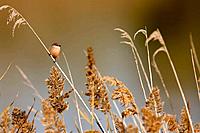 Common waxbill (Estrilda astrild) on reeds. Llobregat river delta, Barcelona province, Catalonia, Spain