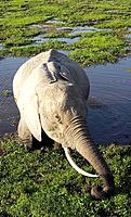 Elephant feeding in a swamp in Amboseli, Kenya