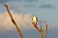 A juevenile martial eagle perched in a tree above the Mara river, Kenya