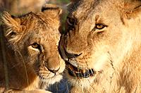Lioness grooming her cub on the plains of the Masai Mara, Kenya