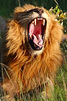 Male lion yawning on the plains of the Masai Mara close-up, Kenya